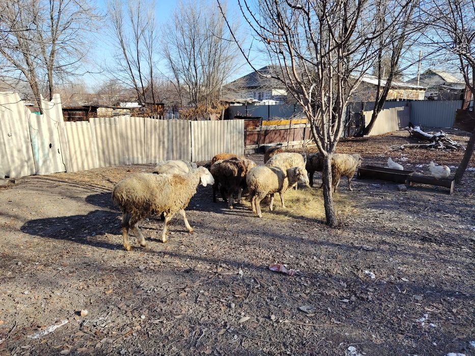 Продам жирных баран