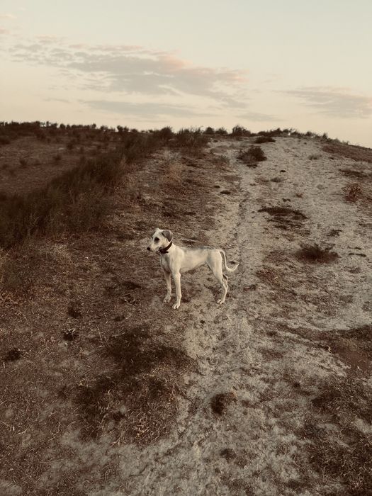 Тазы,Грейхаунд,,