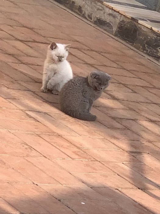 Котятя британки оба девочки