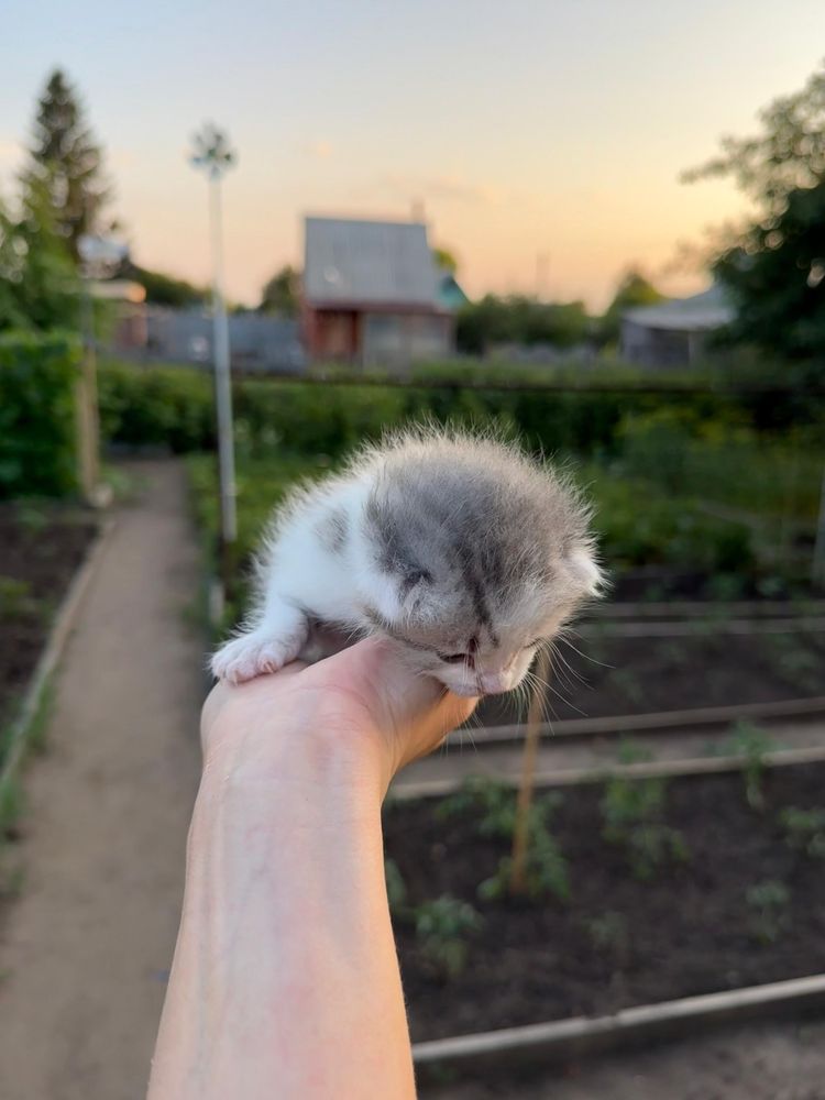 Котенок в добрые руки
