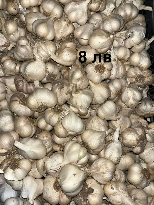 Български сорт чесън