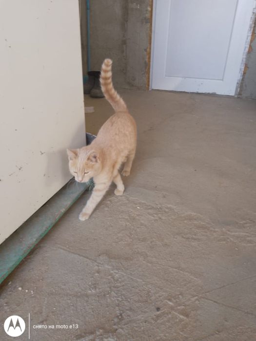 Еркек мысык тегин