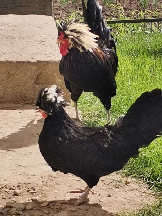 Puișori de diferite rase și vârste
