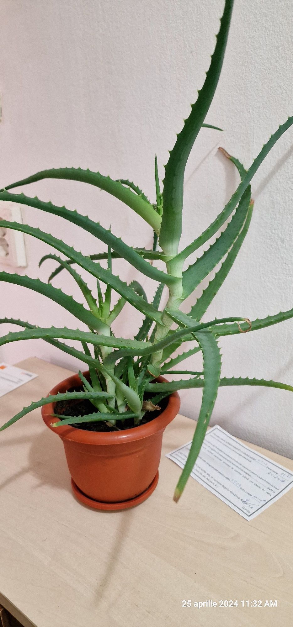 Aloe Vera superba