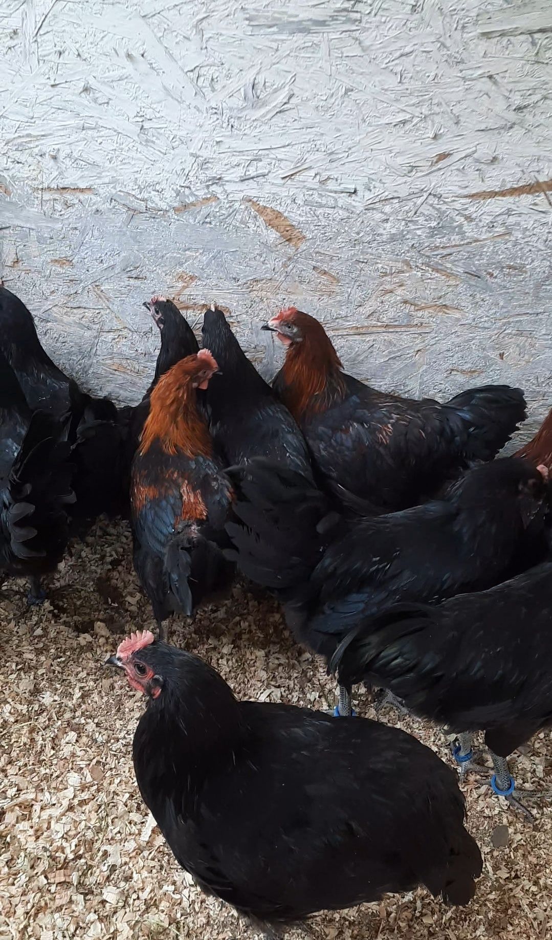 Cocoșei tineri Australorp Negru și Marans