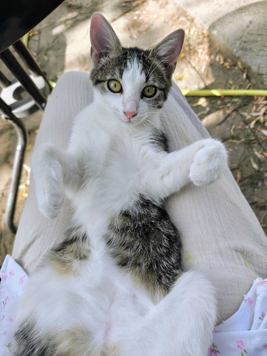 Pisicuta tigrata cu guleras, 5 luni, isi cauta casuta