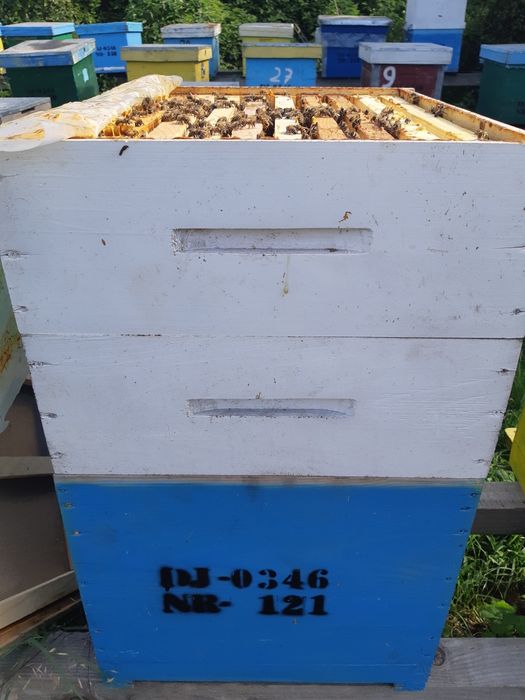 Vând cutii de stupi