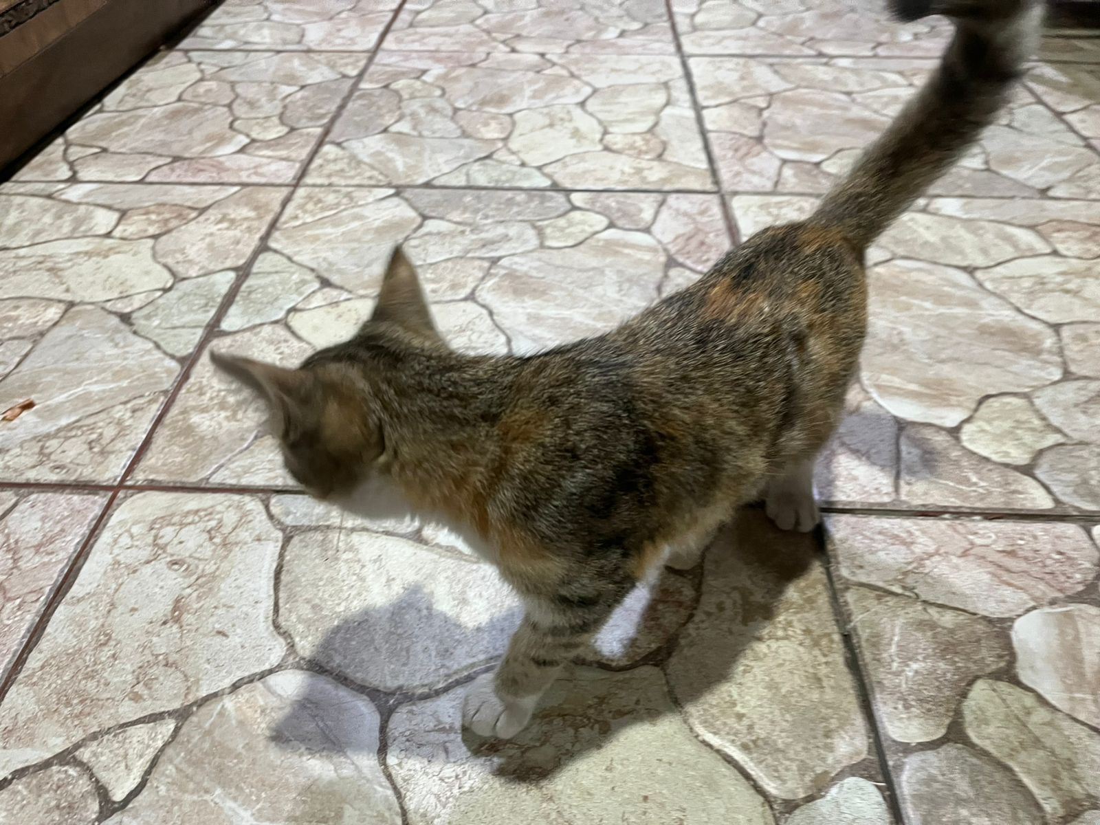 Отдам котенка девочка