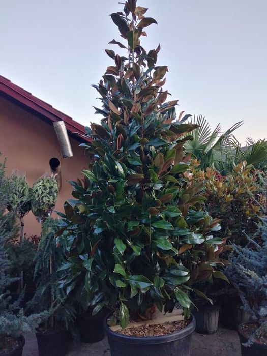 Tuia smarald Tuia leilandi columnaris mesteacăn