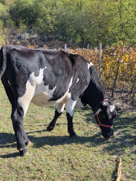 Vând vaca bălțată româneasca
