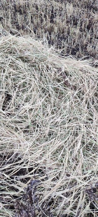 Продам ячменную солому