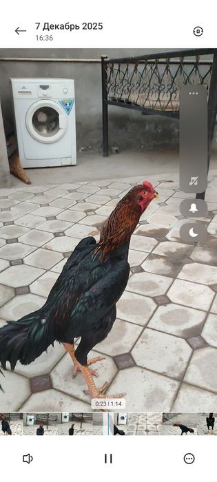 Dakan joja Nemes 6may 4kg Bola Hali Немец петушок 6май 4кг малыш