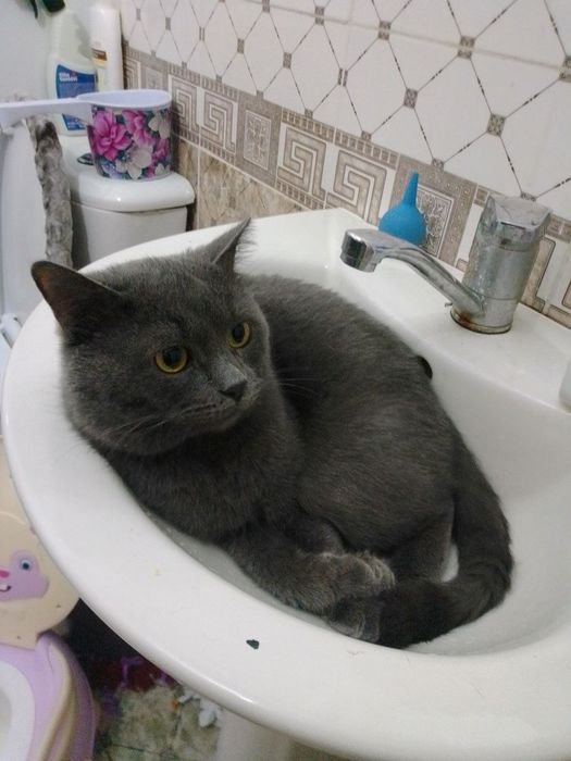 Mushuk  sotiladi Timosha