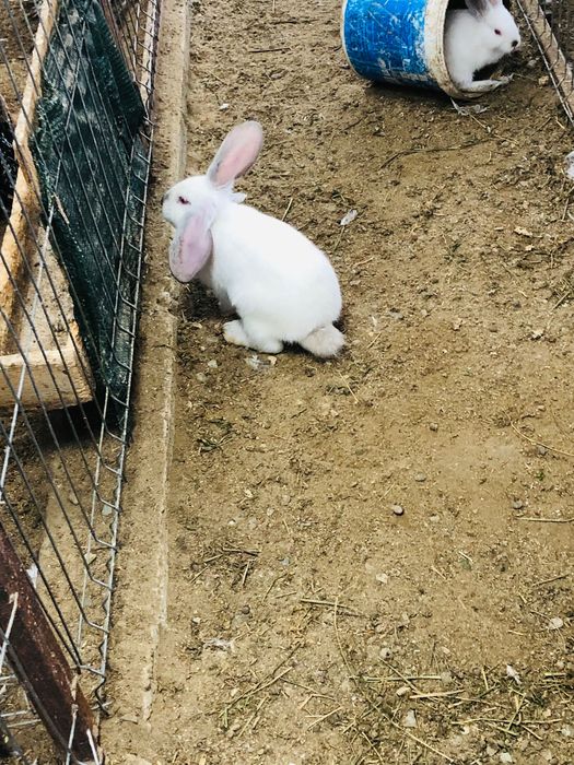 Iepurași de vânzare