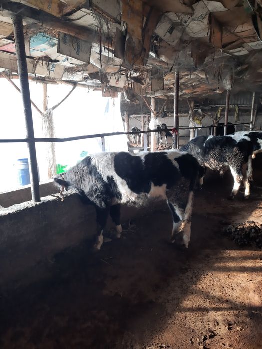 Buqala sotiladi sfatli