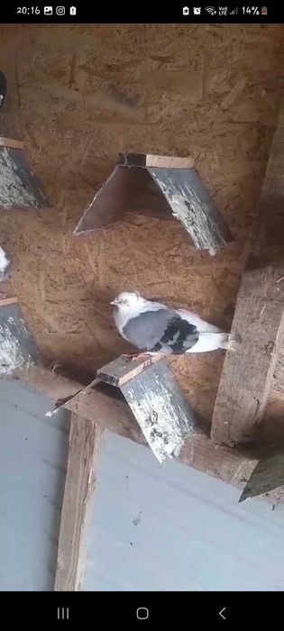 Disponibile următoarele pasari