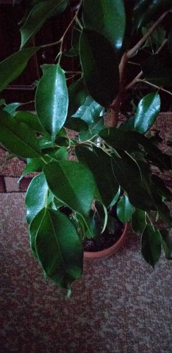 Продам цветок  Фикус бенжамино,высота 1.40, цена 5000тенге