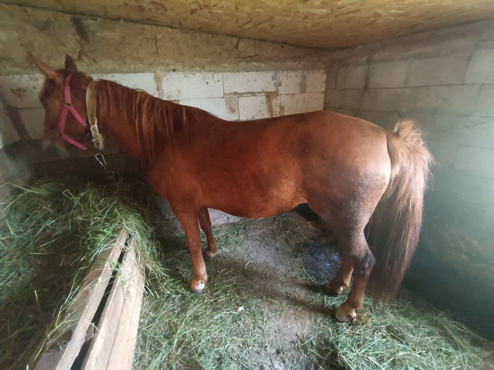 Iapă de vânzare  detalii in privat