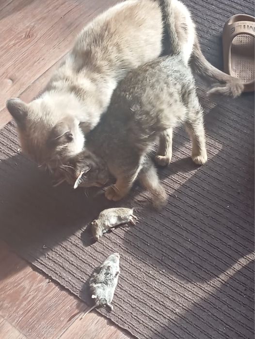 Отдам в хорошие руки котенка крысолова