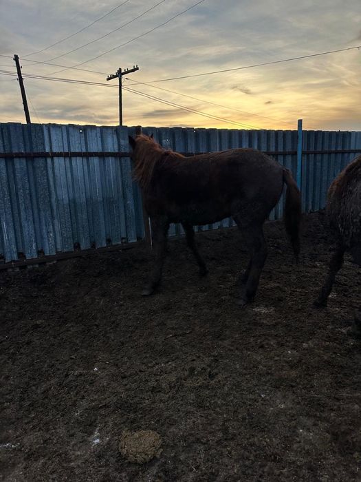 Семіз бие сатылады жемде тұр