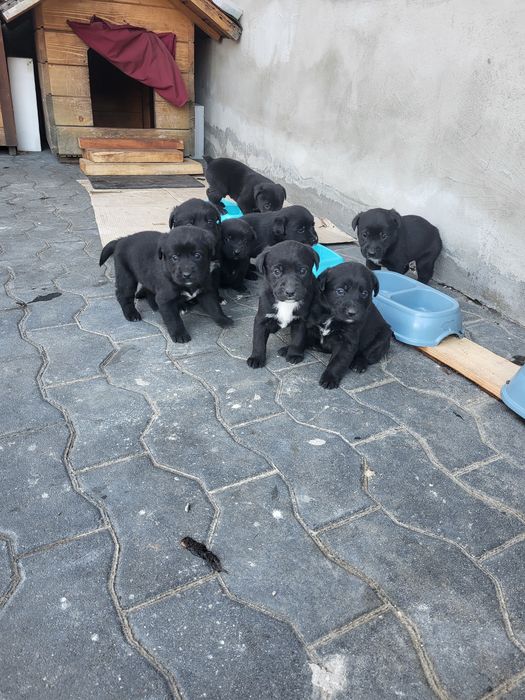 Donez pui labrador corciti