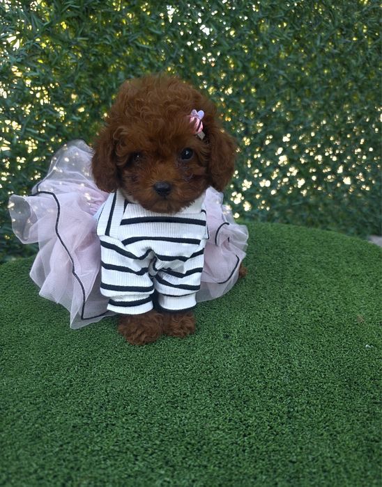 Той пудел /Toy poodle/ 100% Toy/Всички ваксини