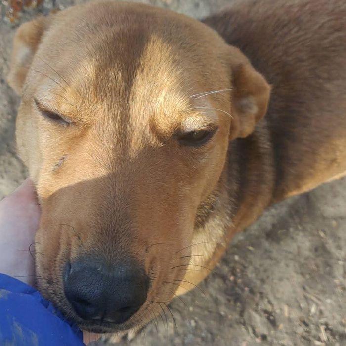 Fetița pentru adoptie