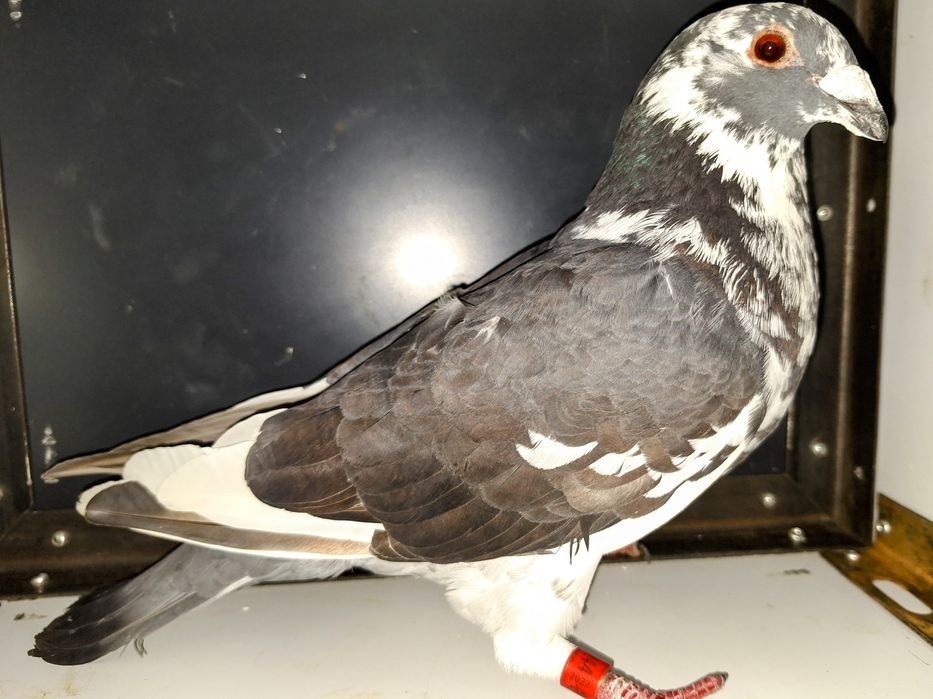 Porumbei de vânzare