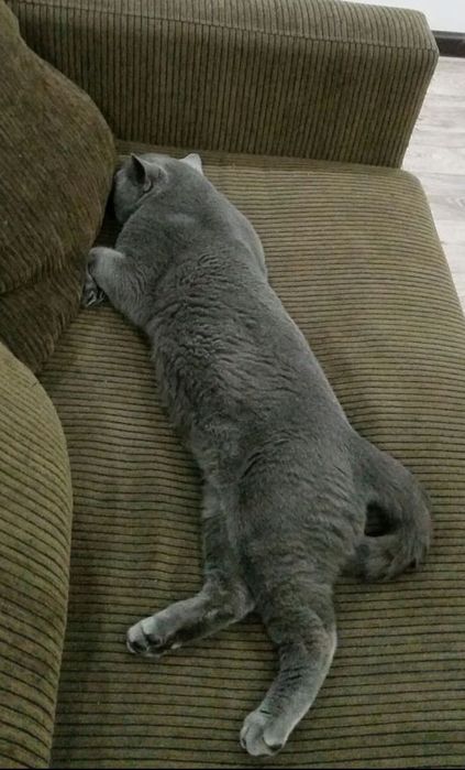 Вязка нолубого окраса британца, опытный