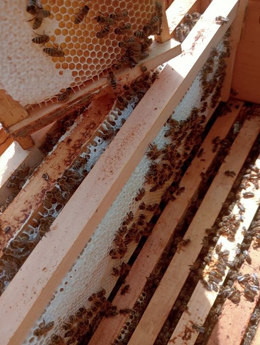 Vând miere de albine