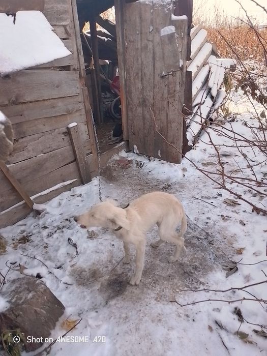 Отдам собаку в хорошие руки