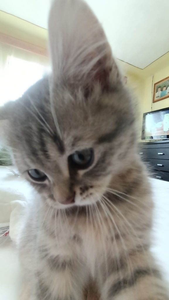 Cazare pisici / pet sitter