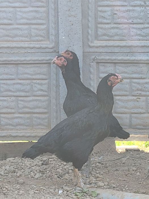 Макиёнлар сотилади Корея