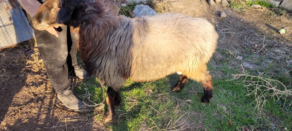 qozoqi qõchqorlar  sotiladi .