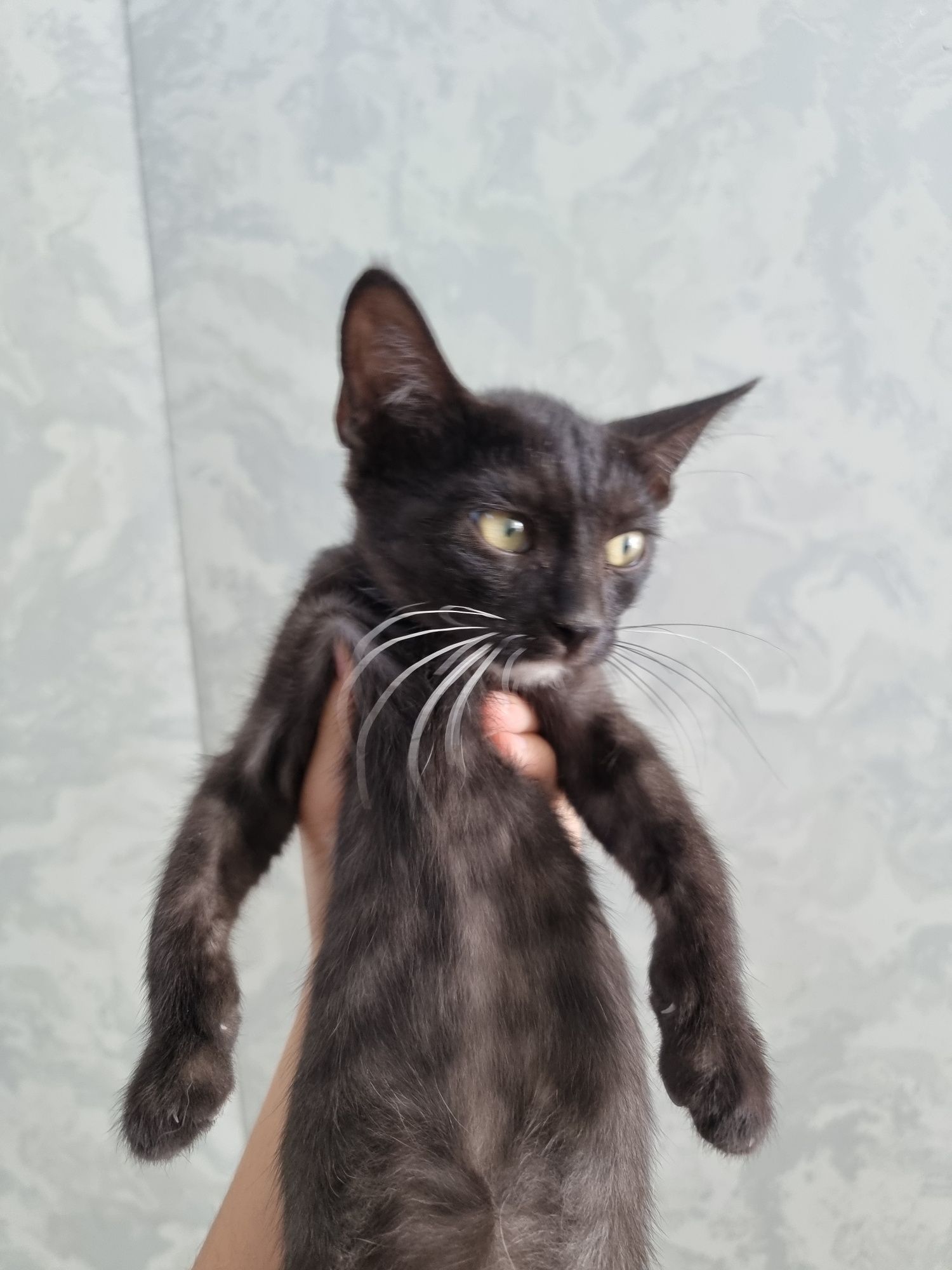 Котятя ищут дом и любящую семью!