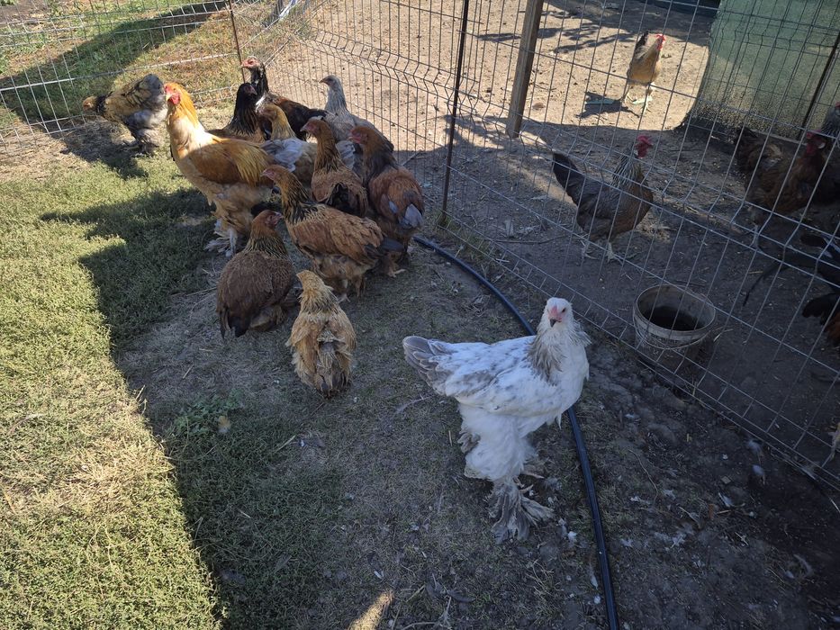 Vând păsări de țară