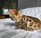 Bengaleza Hipoalergenic cu pedigree felisa