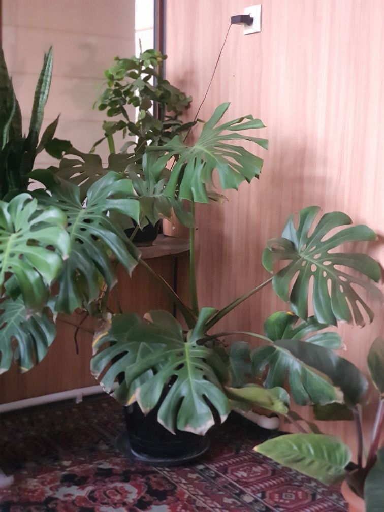 Xona gullari Ficus, Arma VA boshqa xona gullari  gullar