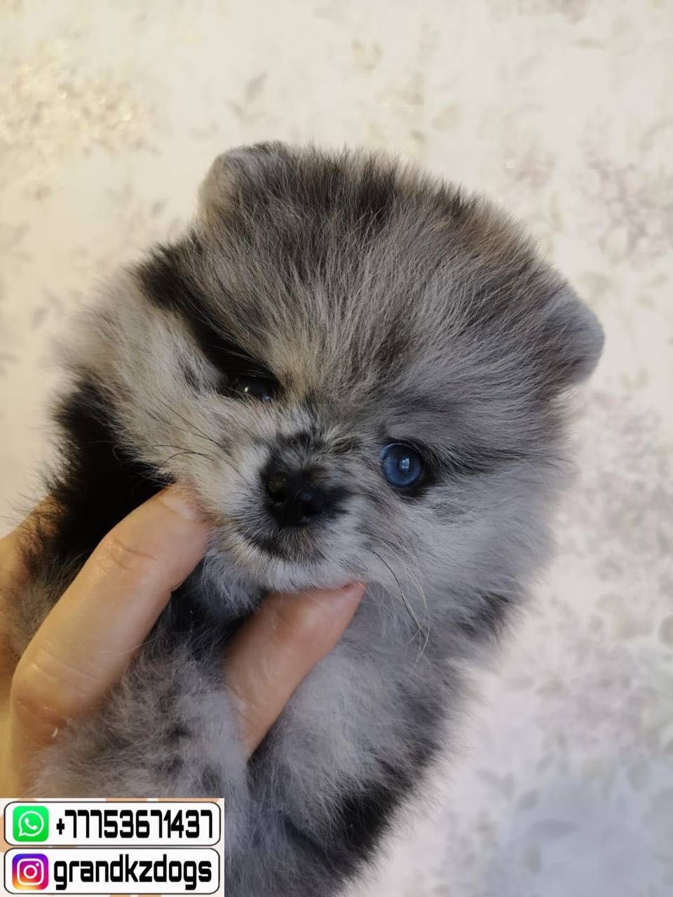 Baш нoвый пoклoннuк Померанский шпиц
