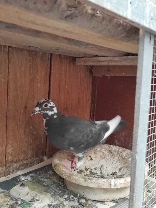 Vand porumbei voiajori sport