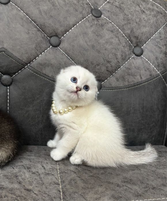 Продается белый котенок