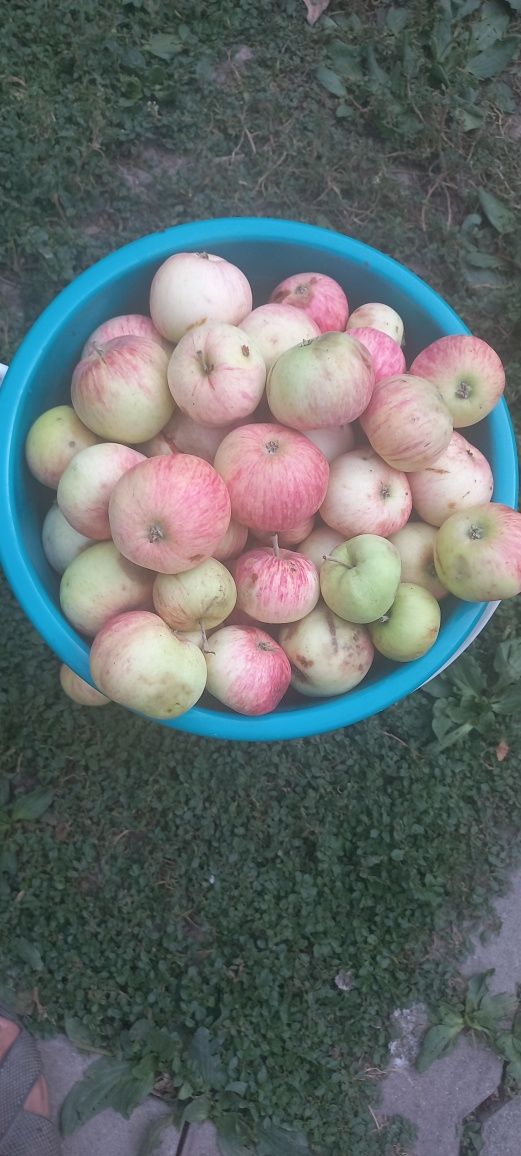 Продам яблоки домашние