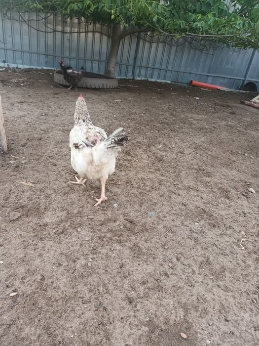 Găini, rațe mute, gâște leșești.