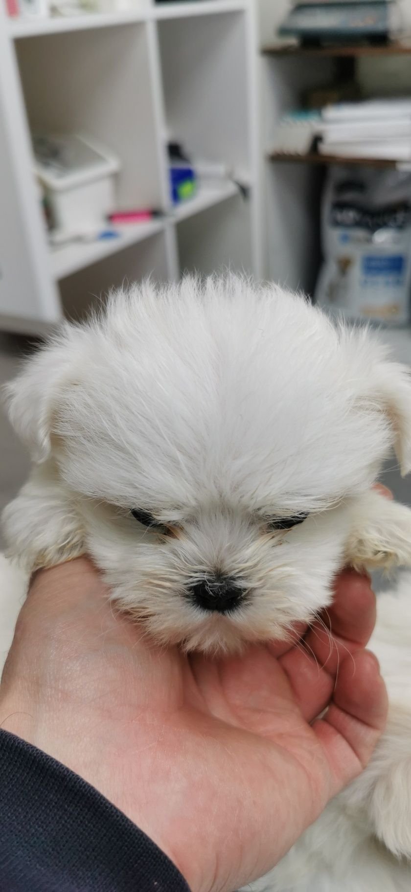 Bichon maltese toy alb