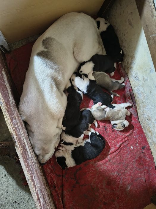 Ciobanesc de Asia Centrala( Alabai)