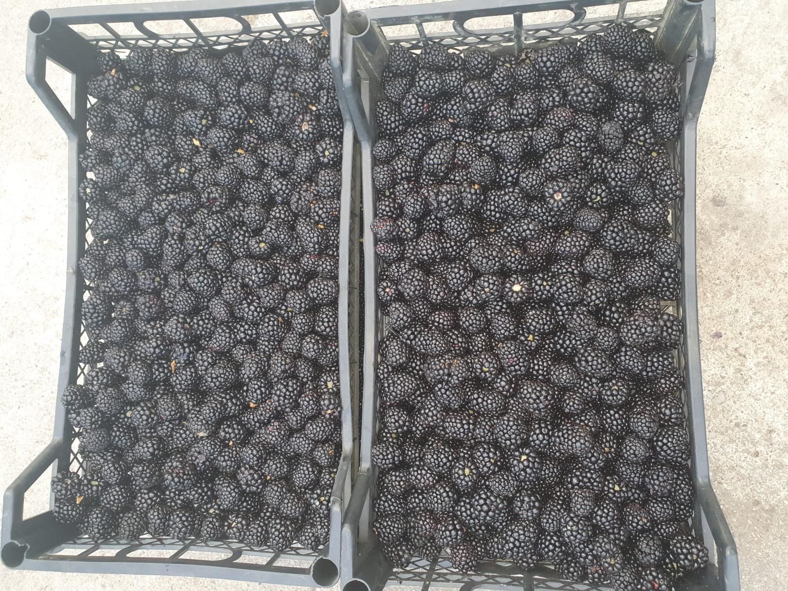 Mure de vânzare producție proprie