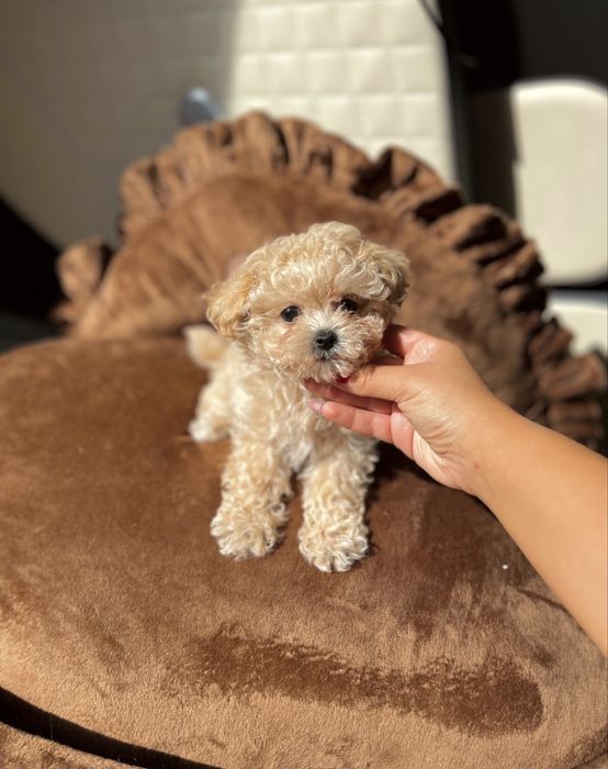 Cățeluș Maltipoo băiețel – Teddy, 3 luni