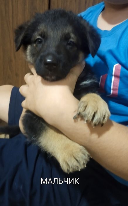 Готовы к продаже щенки немецкой овчарки