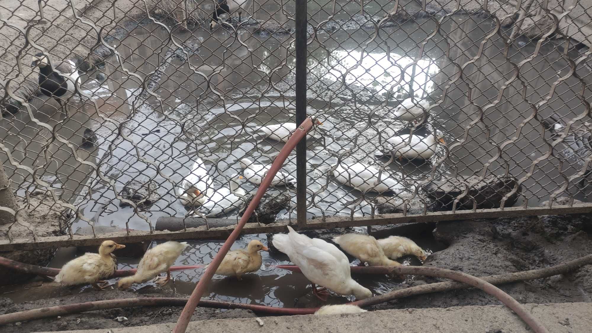 Патици бял калдък