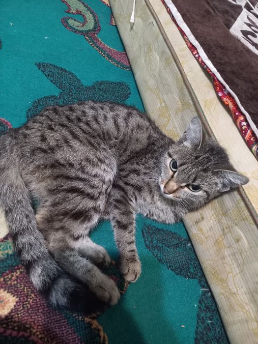 Отдам даром кошку